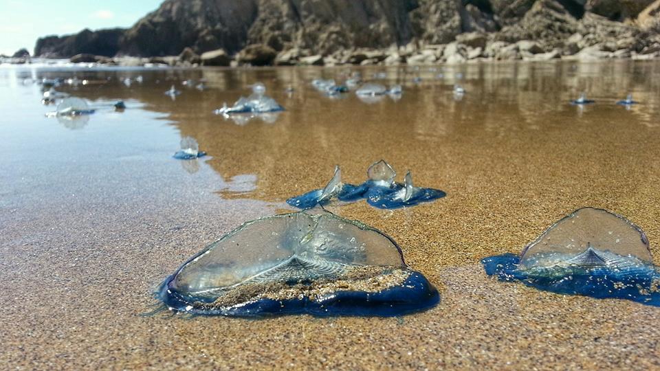  Hundreds of these 'alien' jellyfish have washed up on beaches in West Wales after they were brought in by warm water in the Atlantic