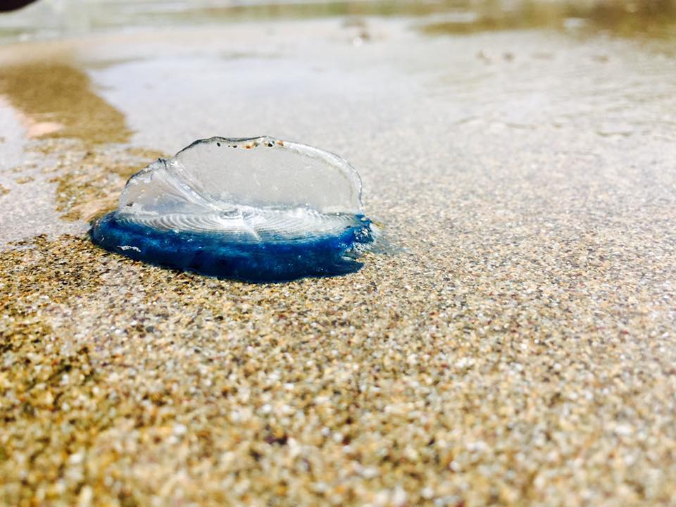  Hundreds of the jellyfish were found washed up at Bullslaughter Bay near Castlemartin, Pembrokeshire