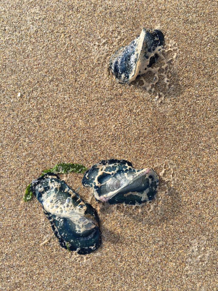  Gareth Davies said after finding the creatures on the shore 'It was an amazing sight - like something from another world'