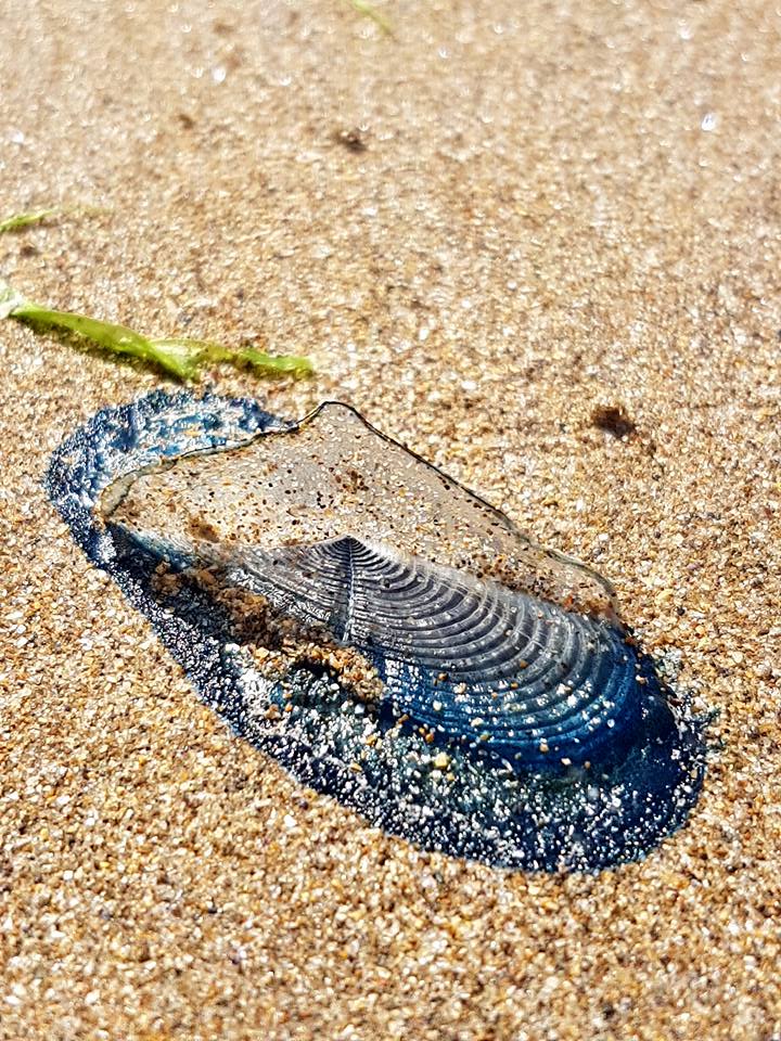  The weird Valella jellyfis is a cousin of the deadly Portuguese Man o' War but its sting is not as dangerous