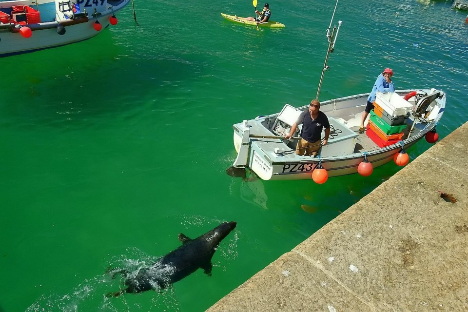  Two people watch a seal from their boat off the coast of the tourist hotspot St Ives in Cornwall