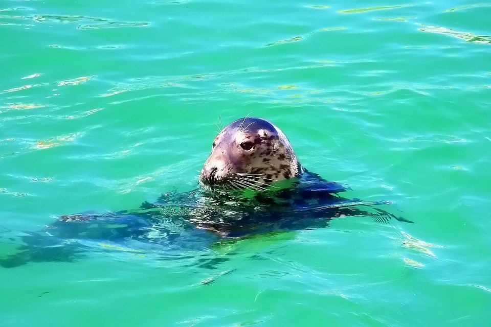  The seal population off the coast of St Ives is believed to have increased because people have been feeding them