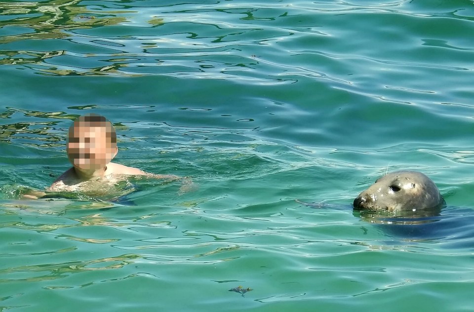  Seal-ing lucky? Experts have warned that seals with the inclination can rip a child's arm off