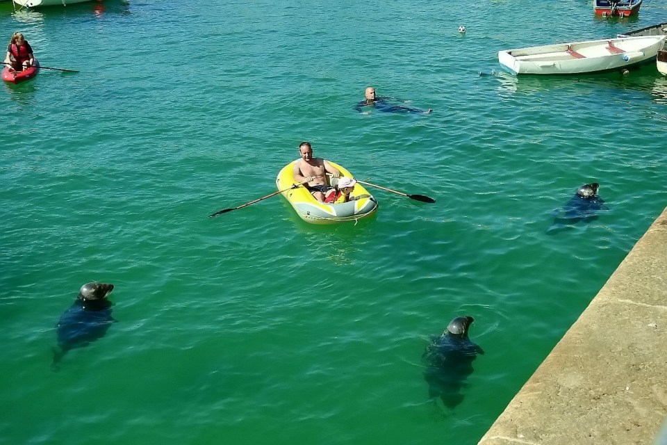  Seal good factor: Holidaymakers relax in the sea off St Ives amid warnings they should stay away from the harbour's seals