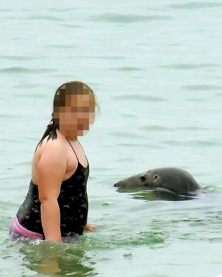  Experts have said that when seals feel trapped they "bite back" and worry someone will be attacked if they go near one