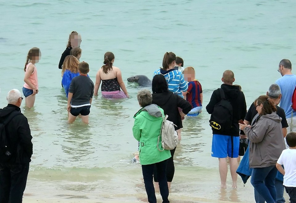  Kids gather around a seal off the coast of Cornwall, but experts have now put up warning signs to stop people from going in the water near the mammals