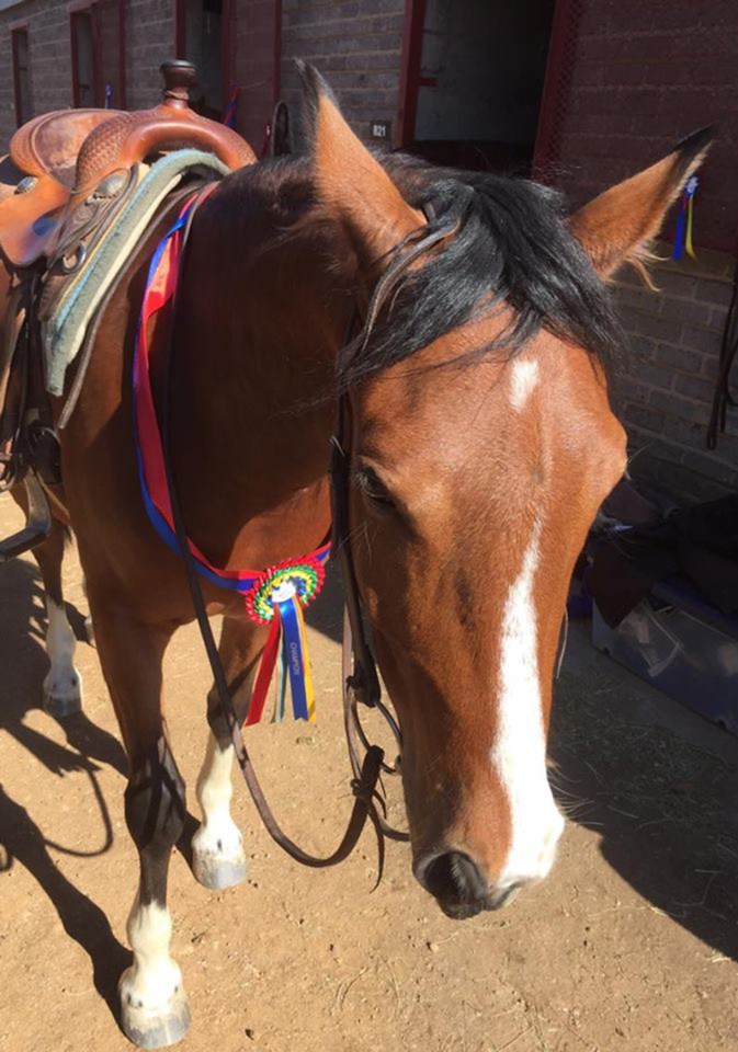 Chinook the horse was spooked by a car and lashed out, kicking Antoinette in the leg