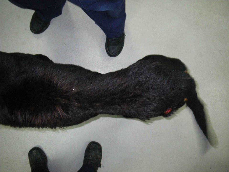 The Rottweiler was in the last stage of emaciation when he was rescued by the RSPCA