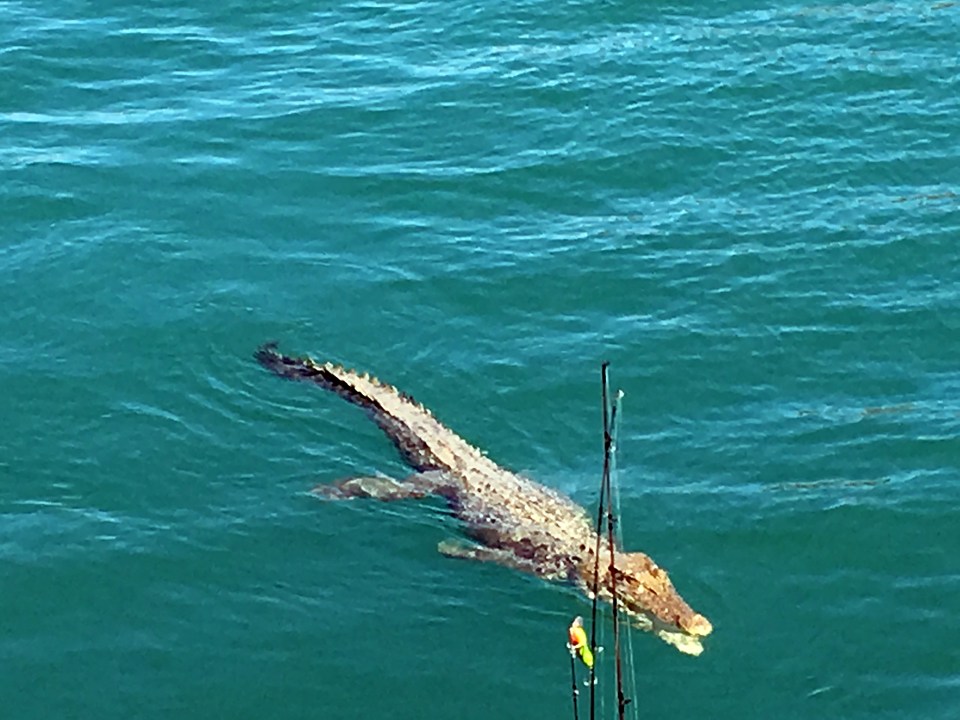 The huge saltwater crocodile approached the boat in Kimberley, Western Australia