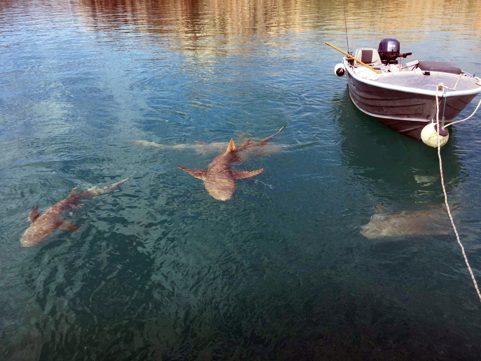 Shark and crocodile boat