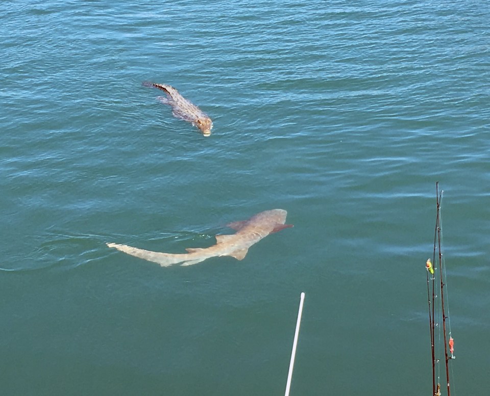 A group of sharks surrounding a couple's boat were joined by a saltwater crocodile