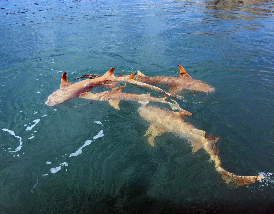 The couple said their vessel was often followed by groups of lemon sharks