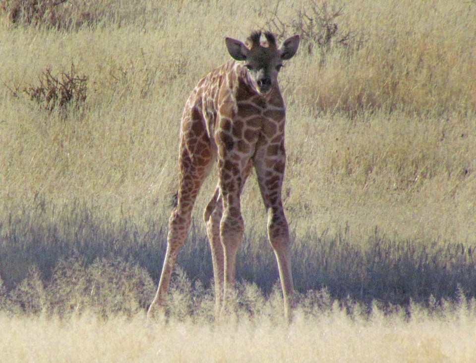  This photograph appears to capture a giraffe with no neck