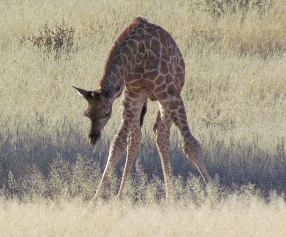  Linda de Waal captured the jaw-dropping sight in Pietermaritzburg, South Africa