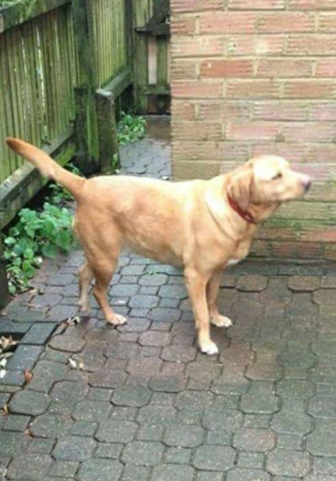  Labrador Honey escaped unscathed from the crash that killed four members of her owner's family