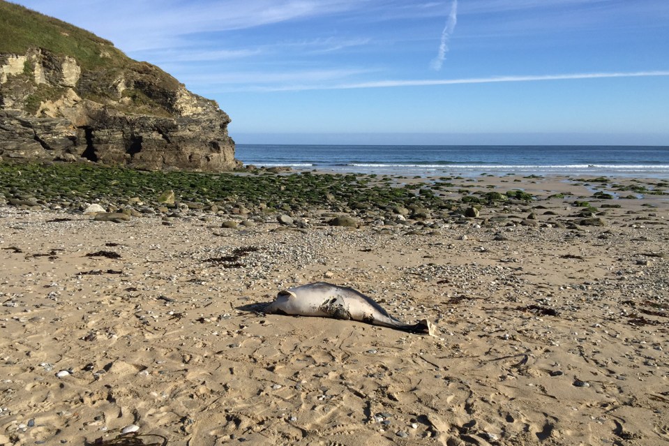  The gruesome find has sparked fears that a giant shark is lurking in British waters