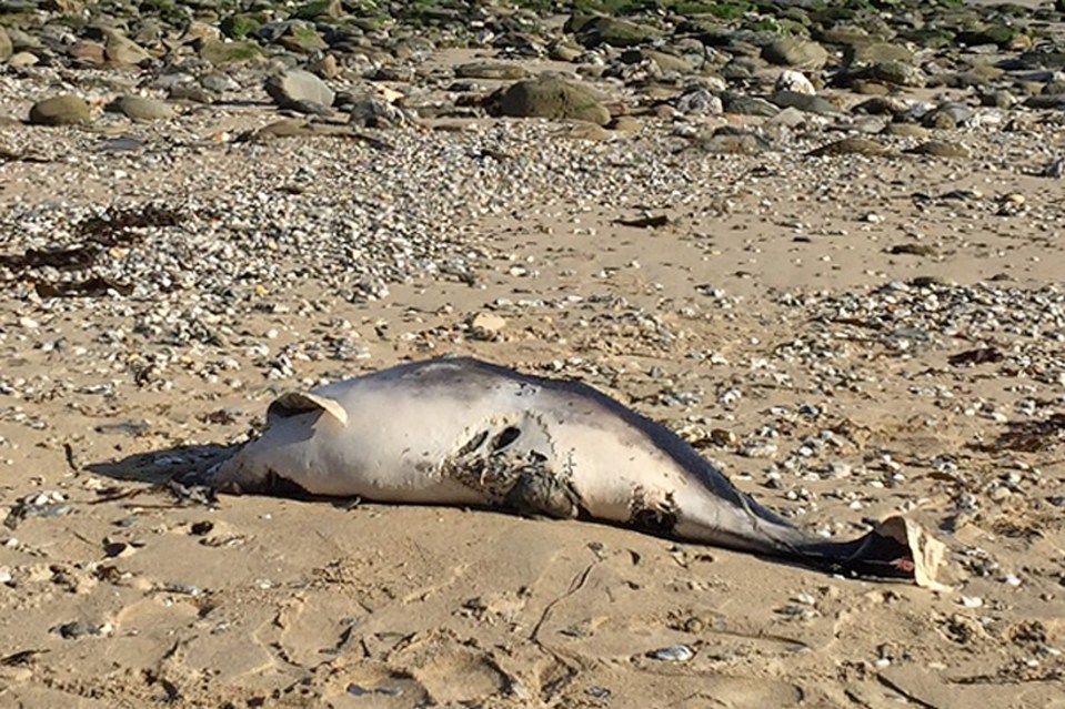  The dolphin's head and dorsal fin had been ripped off by its attacker