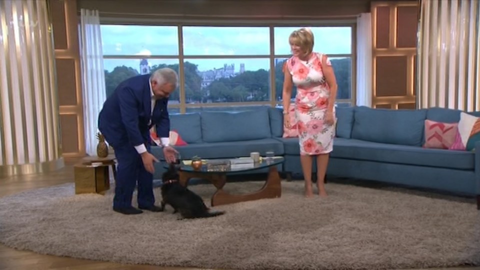  The dog initially ran towards Eamonn