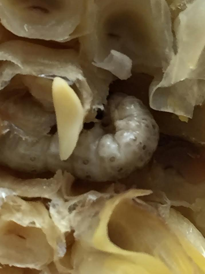 Jennifer Henderson claims she found a maggot like creature in sweetcorn bought from KFC