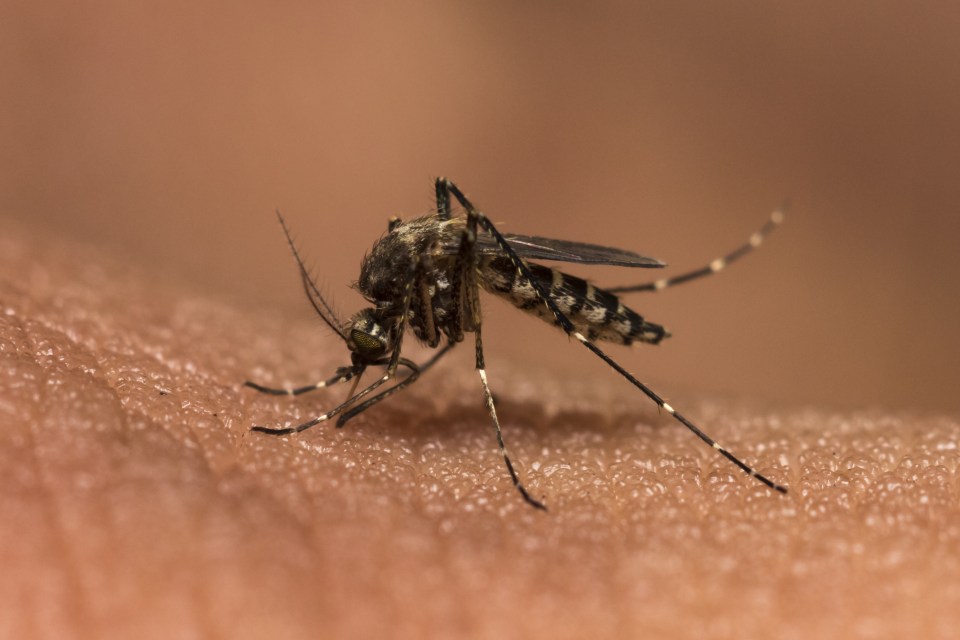 The disease is spread by mosquitos biting humans to feed for blood and infecting them with dangerous parasites