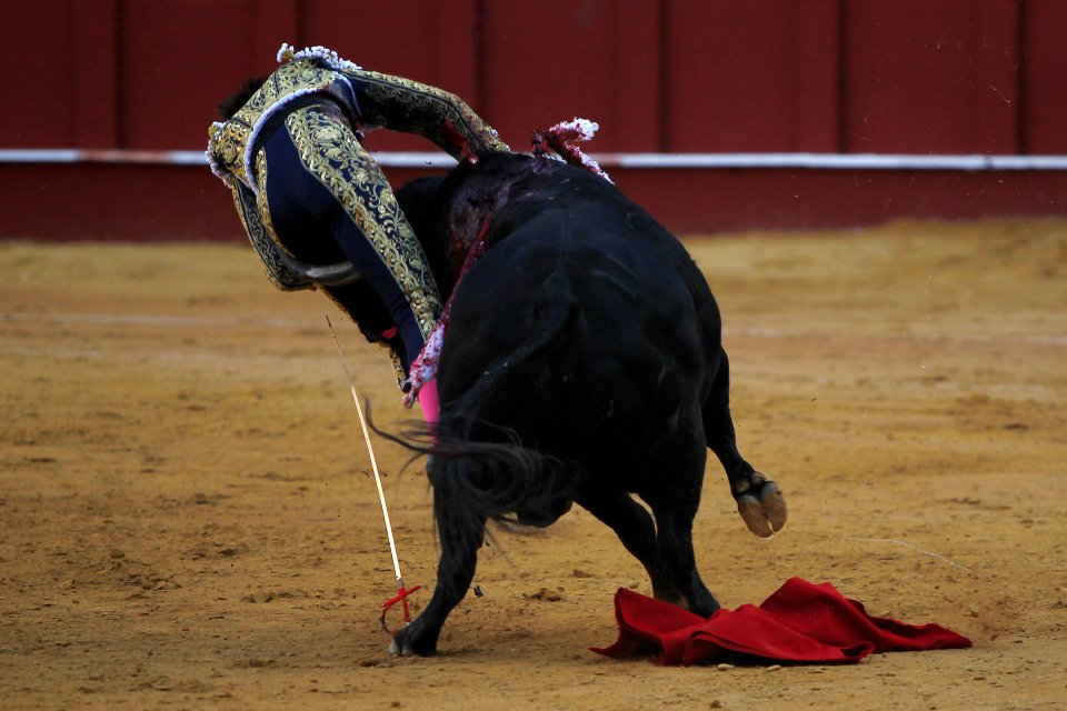 Peruvian bullfighter Roca Rey is gored by a bull during a bullfight in Malaga