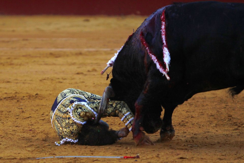 Peruvian bullfighter Roca Rey is gored by a bull during a bullfight in Malaga