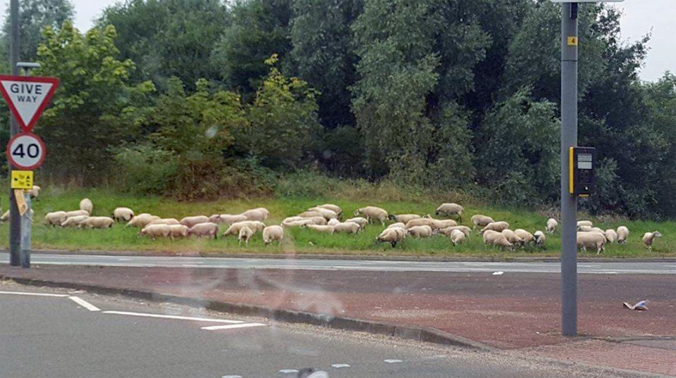  The grass must have looked a lot greener on the other side of the fence for these sheep