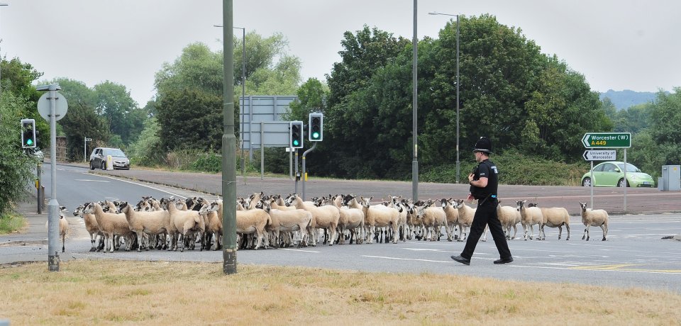  Police officers move a herd of sheep off Powick Roundabout