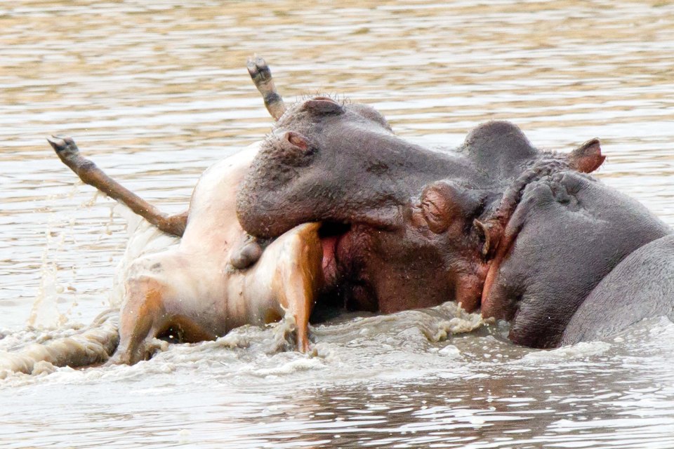  Hippos are considered one of Africa's most dangerous animals despite the fact they are generally herbivores