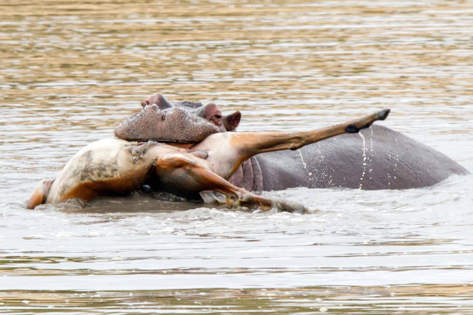  One snapper caught the moment a hippo chewed on the carcass of an impala in South Africa