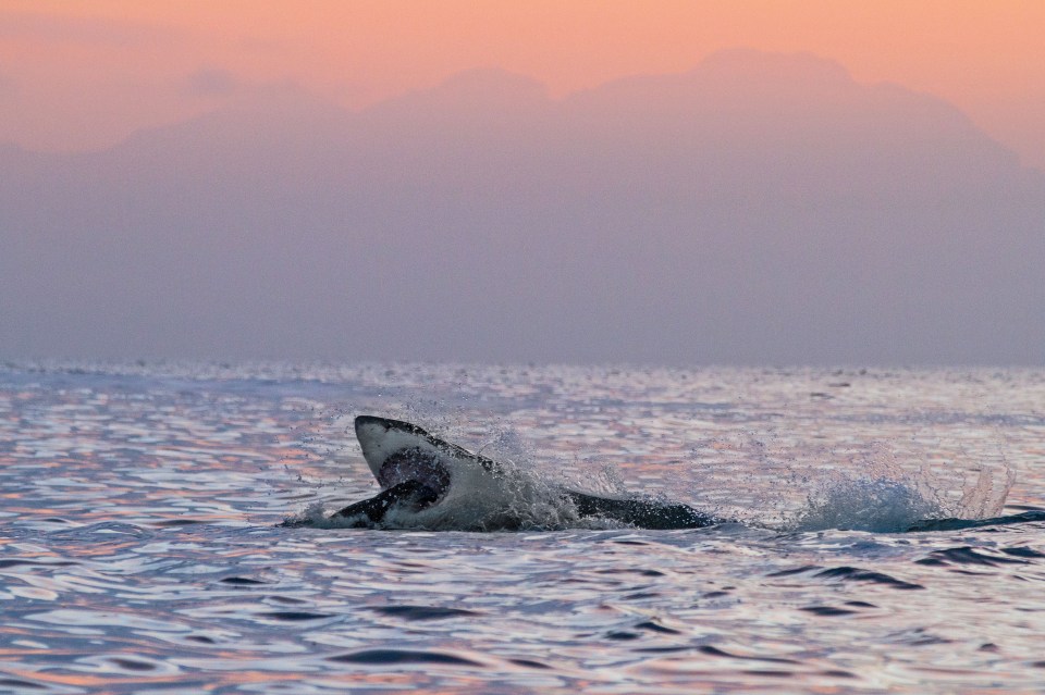  The shark then retreated into the waters off Seal Island, South Africa, to finish off its prey. All while astonished sea-goers watched on