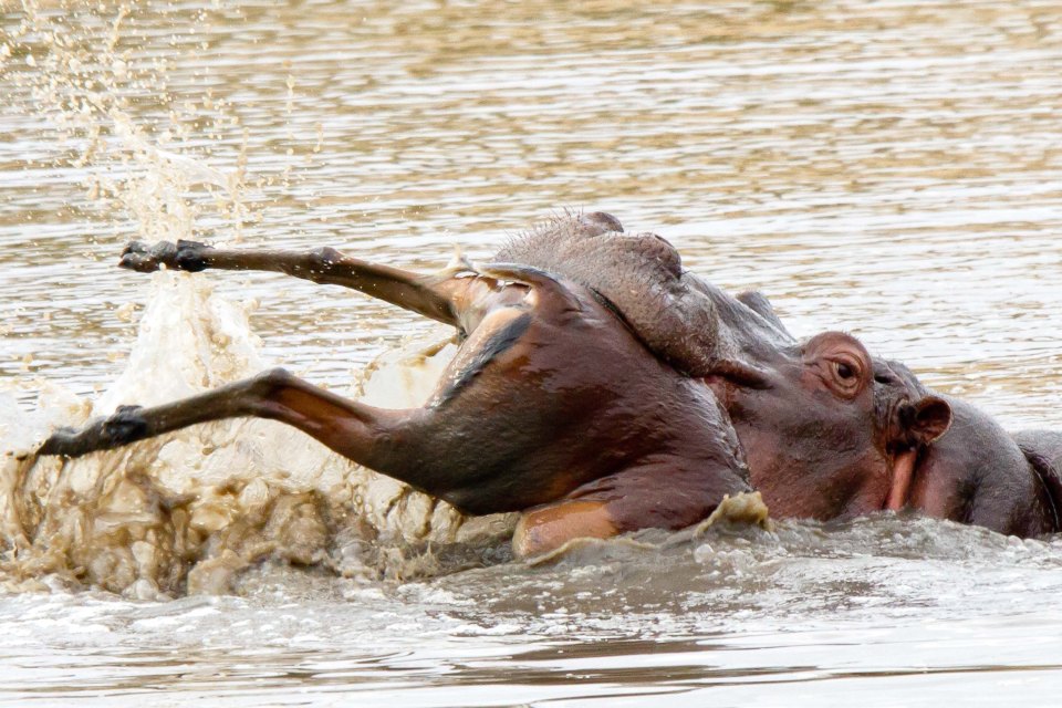  The giant animal thrashed the antelope around. It is believed the impala was already dead by the time the pictures were taken