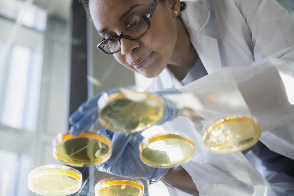 scientist examining petri dishes