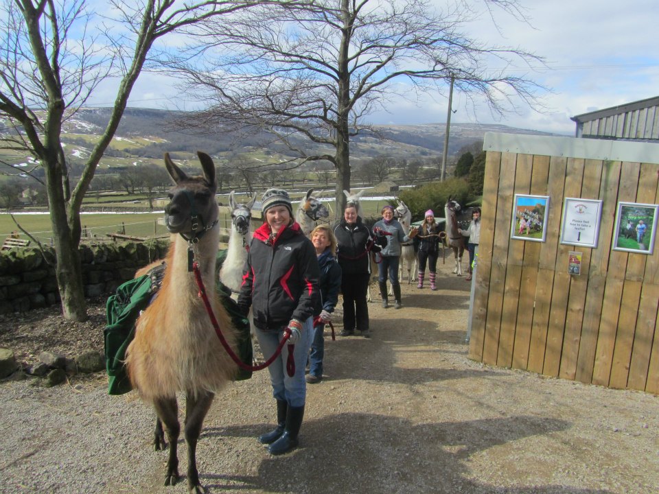  Trek the Dales with a llama