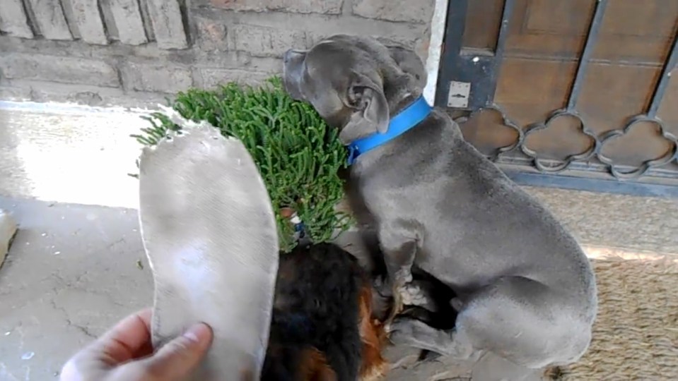  But when the pit bull is asked, he tries to hide behind his Dachshund pal