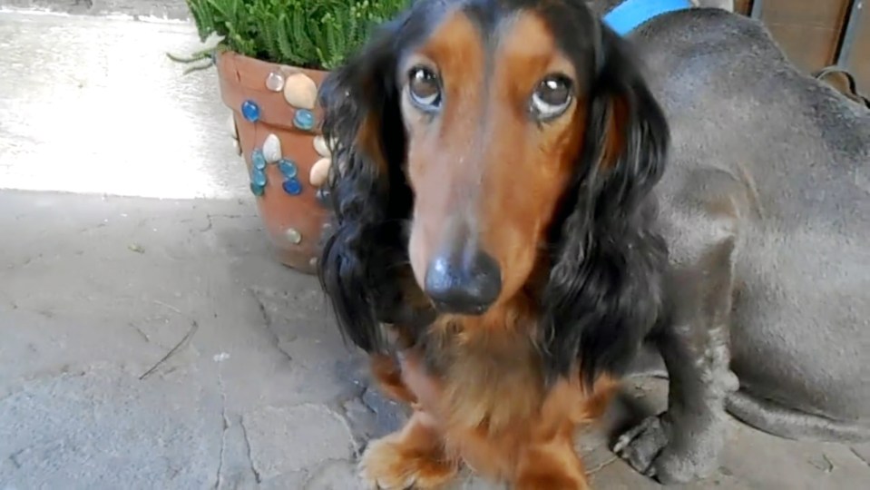  The innocent Dachshund looks back at his owner with no remorse when he's asked if he committed the crime