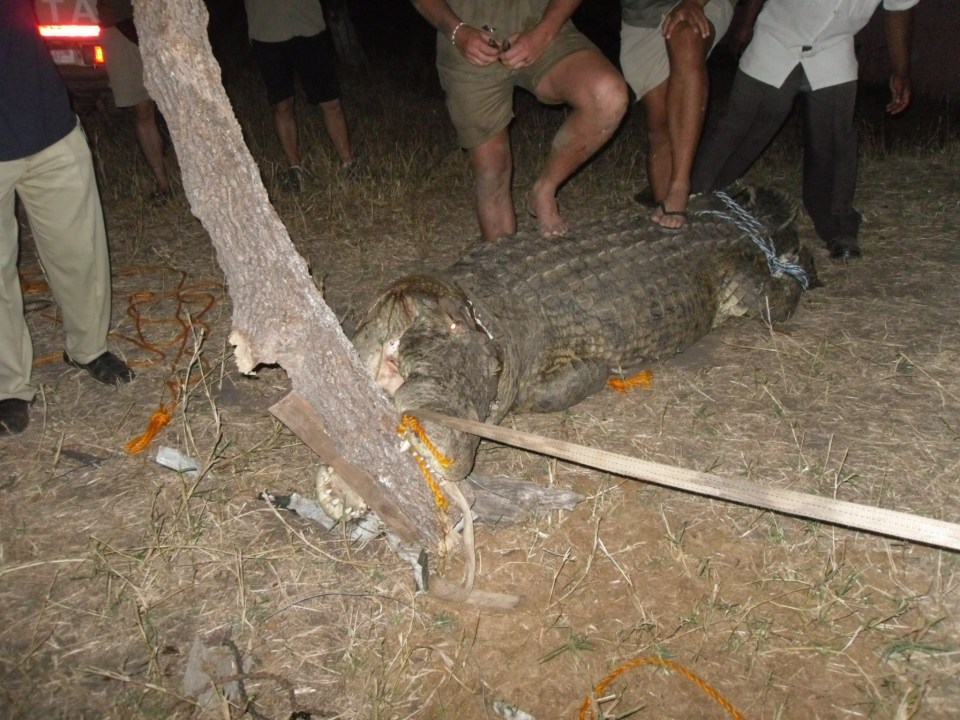 Harry and the rescue team helped release the croc from this trap