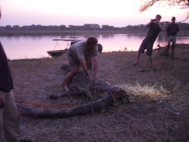 The royal brought the injured crocodile into shore, jumping out the way as it lashed out