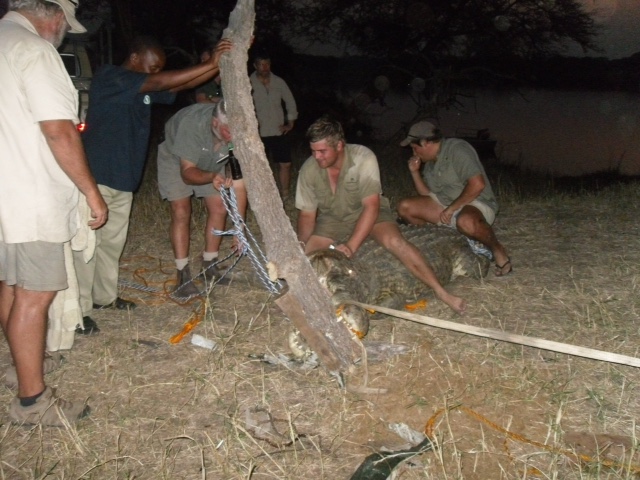 Two men sit on the beast as they try and remove the chains