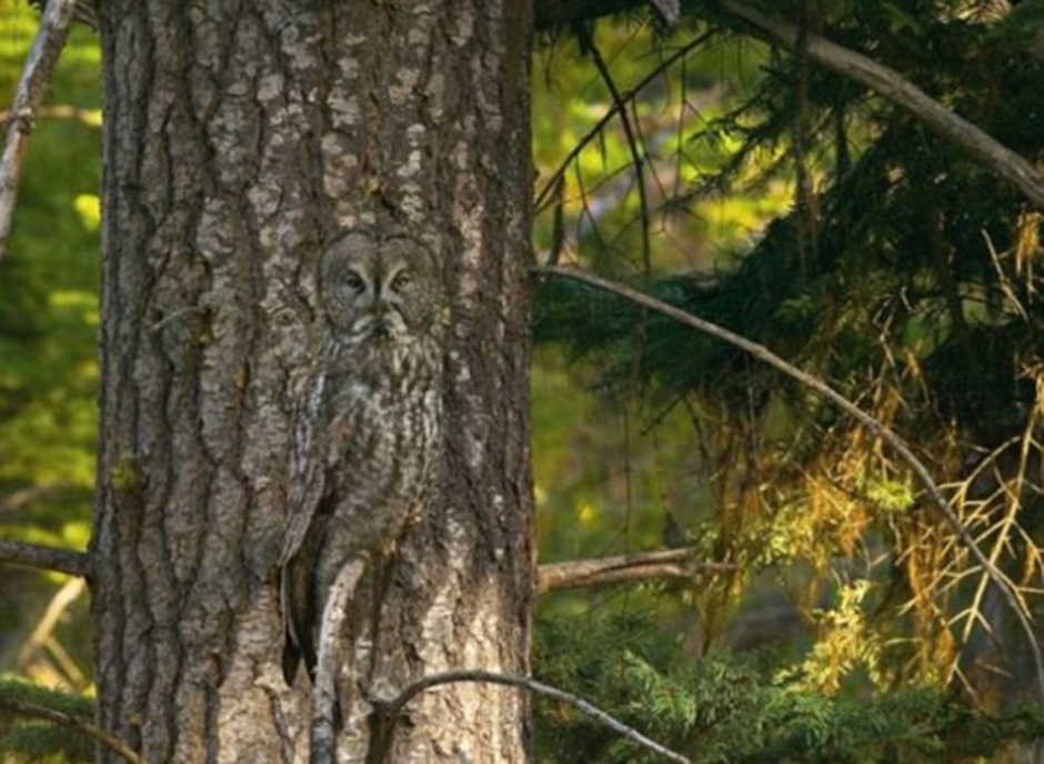 This owl is casually sitting on a branch, but can you see him?