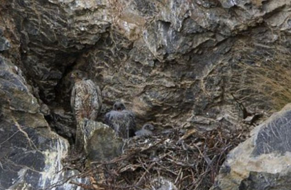 Are you able to see the camouflaged bird in this scene?