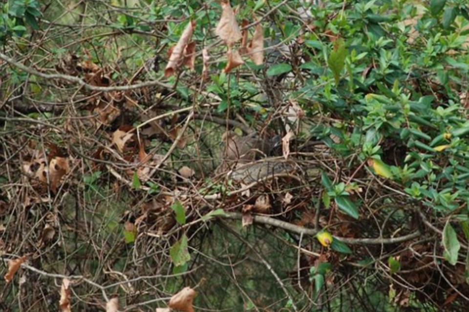 There's a sneaky birdie hiding in this bunch of twig