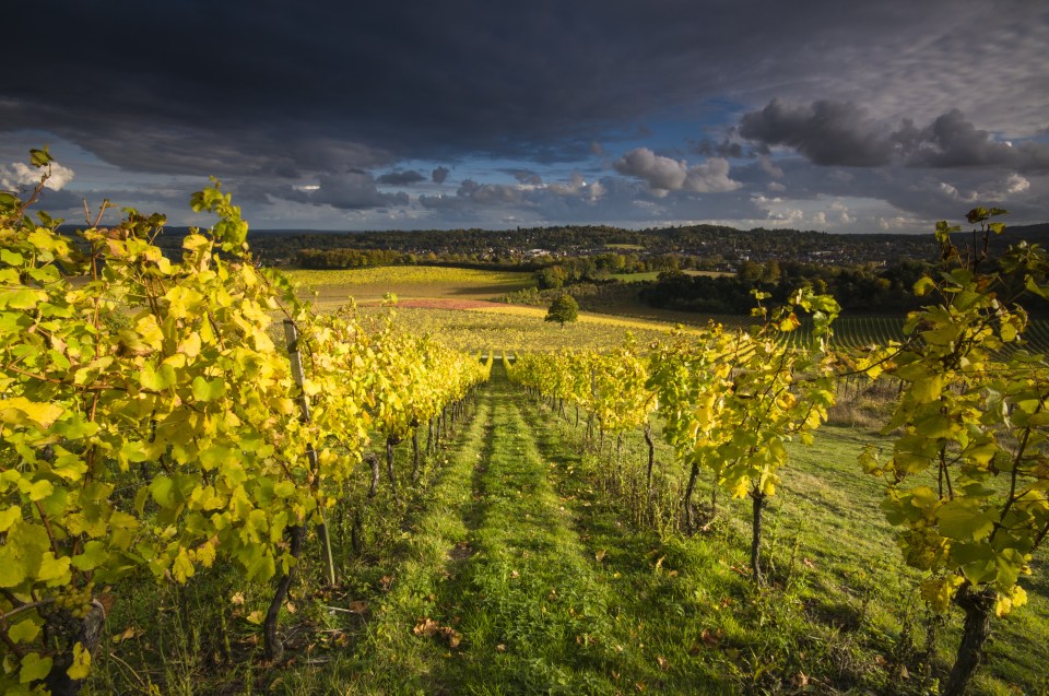  Last year Denbies sold five million bottles of fizz