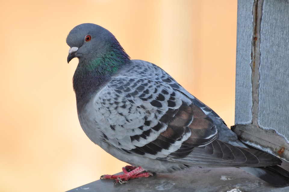  Bird brains... the rescue is thought to have cost taxpayers around £600