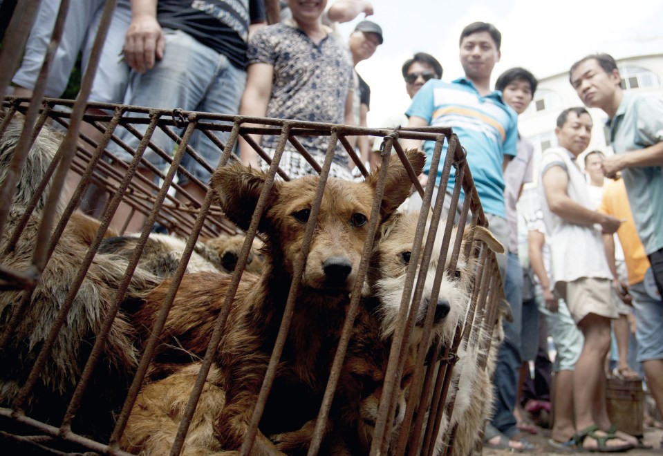 Dogs sold on the black market are kept in poor conditions