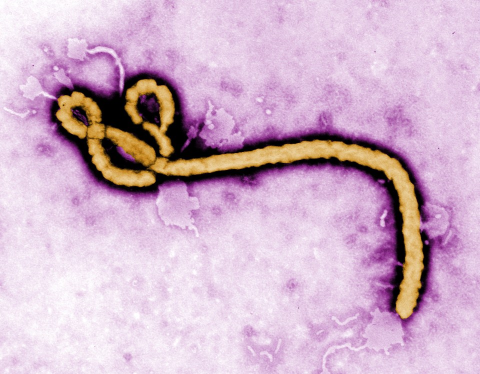 In December 2013, after a two-year-old boy died from Ebola in a rural village in Guinea, the virus spread across three West African countries, reaching Nigeria, Spain, the US and the UK