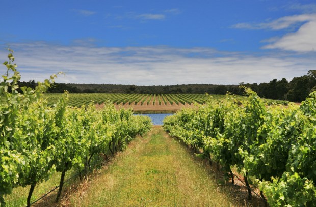 Cheap Australian wine could flood the UK if a free trade deal is done