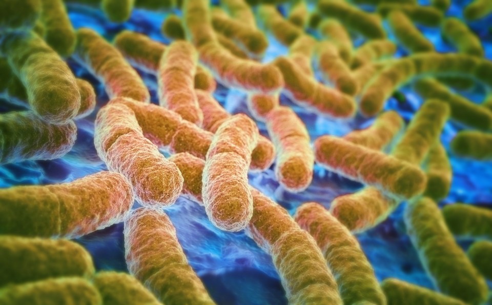  A child has died after catching a strain of E.coli linked to a blue cheese in Scotland