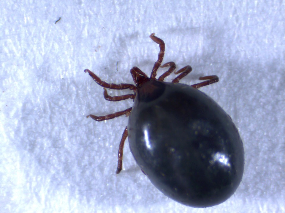  89.2 per cent of the dogs with ticks were found to be infested with the species Ixodes ricinus, the principal carrier of Lyme disease