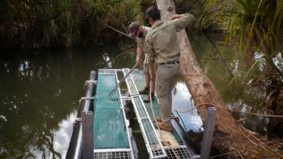 The officers have left the trap in the water in an effort to snare an even bigger crocodile they believe is lurking in the water